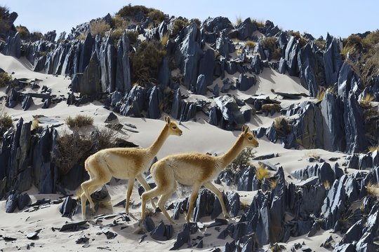 Vicuna (Vicugna vicugna) or in terrain with sand and sharp rocks, near Londres, Catamarca, Argentina, South America