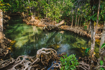 Clear stream in mangrove forests, Krabi province Thailand.