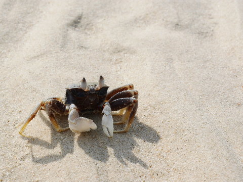 a little small sea crab white claws