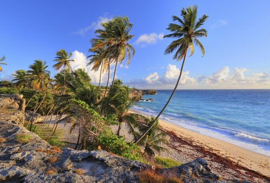 Bottom Bay, sandy beach with palm trees on the Atlantic Ocean, Barbados, Lesser Antilles, Caribbean, West Indies, Central America