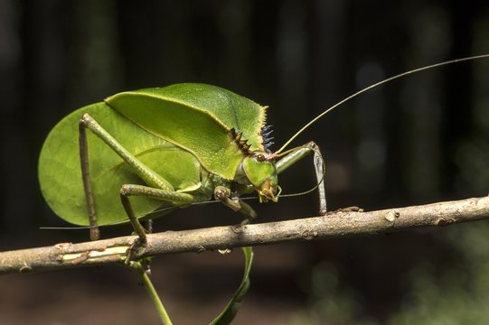 Close up of grasshopper on twig