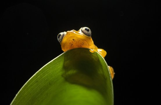 Close Up Of Boophis Pyrrhus Frog On Leaf 