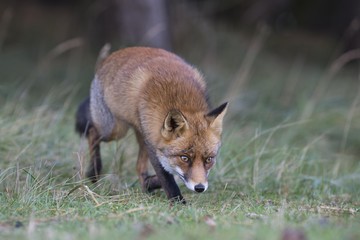 Red fox (Vulpes vulpes) on the stalk, North Holland, Netherlands