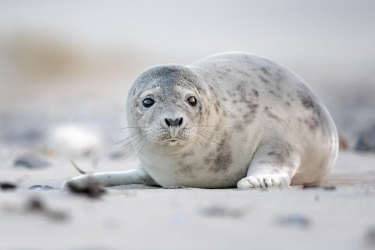 Grey seal (Halichoerus grypus) on the beach, North Sea island Helgoland, Schleswig-Holstein, Germany, Europe