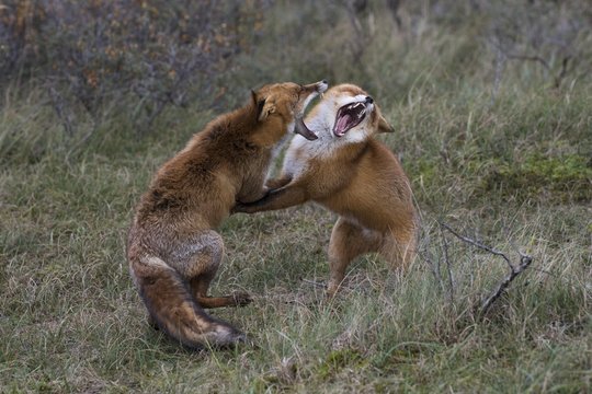 Red foxes (Vulpes vulpes), two fighting males, North Holland, Netherlands