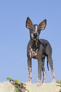 Perro sin pelo del Peru, Peruvian hairless dog, young animal