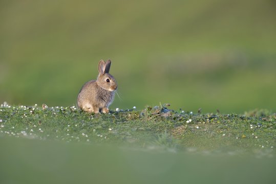 Young European rabbit (Oryctolagus cuniculus), sitting in a meadow, Isle of Skye, Scotland