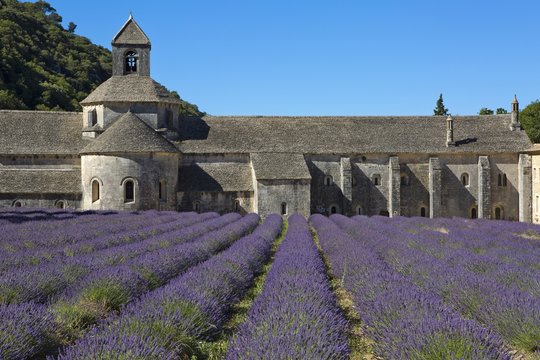 Romanesque Cistercian Abbey Notre Dame of Senanque, with flowering lavender fields, near Gordes, Provence, France, Europe