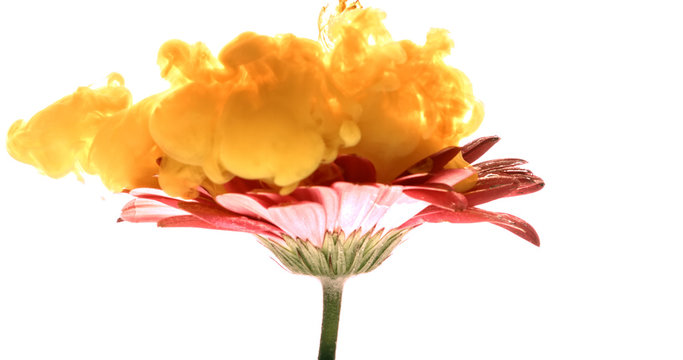 Colorful paint cloud spraying on beautiful flower on white background.