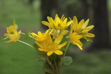 yellow flowers of fig buttercup plant at spring