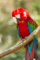 ara  © SCHAWANN MICHAËL