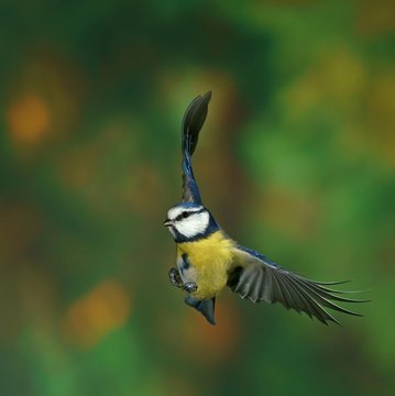 Eurasian Blue Tit (Cyanistes caeruleus, Parus caeruleus) in flight, Hesse, Germany, Europe