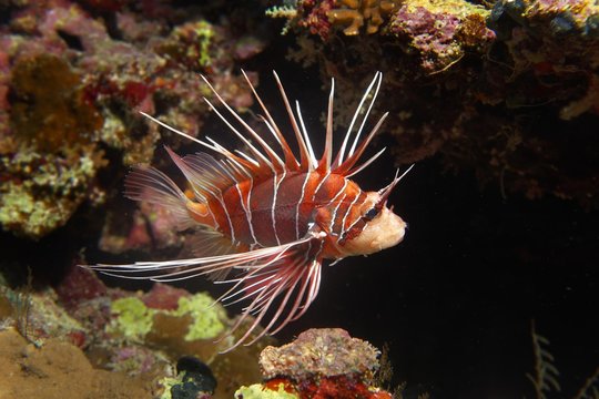 Firefish Images – Parcourir 3,312 le catalogue de photos, vecteurs et ...