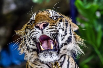 Tiger (Panthera tigris), captive, roaring, animal portrait, Pattaya, Thailand, Asia
