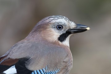 Close up of eurasian jay bird with food in beak 
