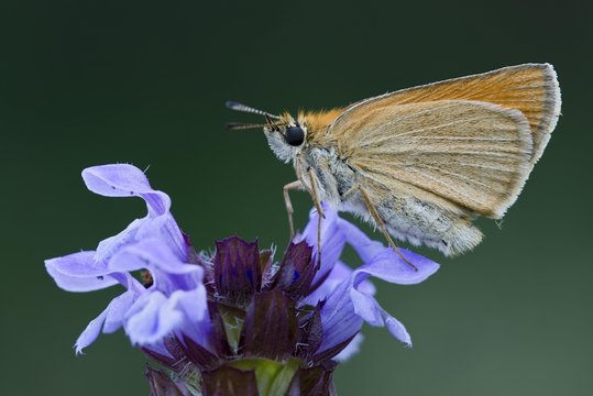 Essex skipper (Thymelicus lineola) on blossom, Tyrol, Austria, Europe