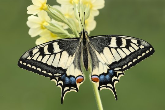 Fototapeta Swallowtail (Papilio machaon) on primrose, Tyrol, Austria, Europe