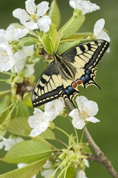 Swallowtail (Papilio machaon) to fruit blossom, Tyrol, Austria, Europe