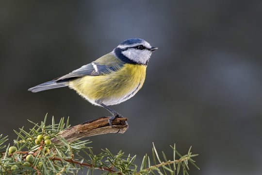 Eurasian blue tit perching on a branch