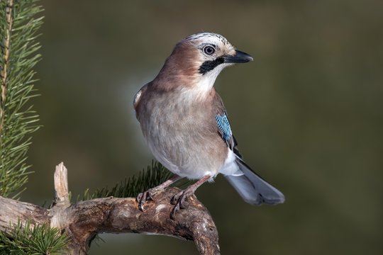 Close up of eurasian jay perching on branch