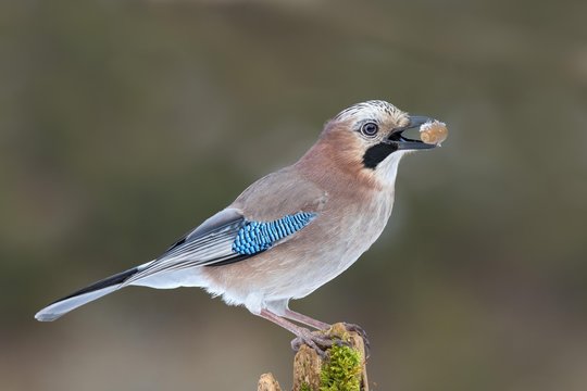 Eurasian jay (Garrulus glandarius) sits on a tree stump with an acorn in its beak, Tyrol, Austria, Europe
