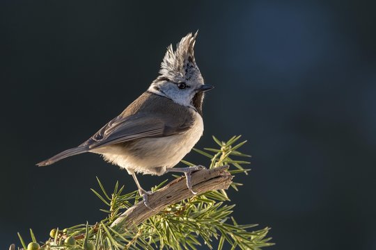 Crested tit (Parus cristatus) sits on a branch in Pine (Pinus), Tyrol, Austria, Europe