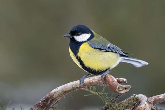 Great tit (Parus major) sits on a branch, Tyrol, Austria, Europe