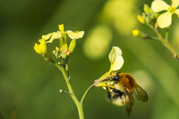 The bee on the flower
