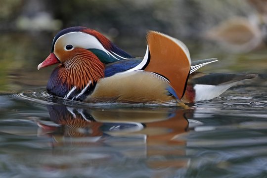 Mandarin duck floating in water - Powered by Adobe