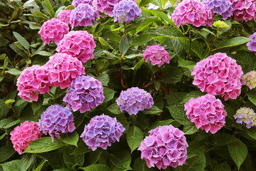 Fototapeta premium Pink hydrangea macrophylla or hortensia. A flowering plant with large, spectacular flowers.