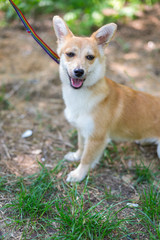 a stray dog sits on a chain in a shelter