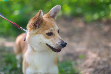 a shelter for homeless animals