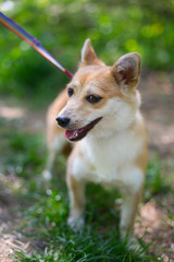 a shelter for homeless animals