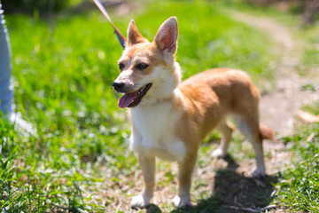 a stray dog sits on a chain in a shelter