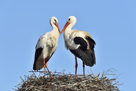 White storks (Ciconia ciconia), couple standing on eyrie, Canton of Aargau, Switzerland, Europe