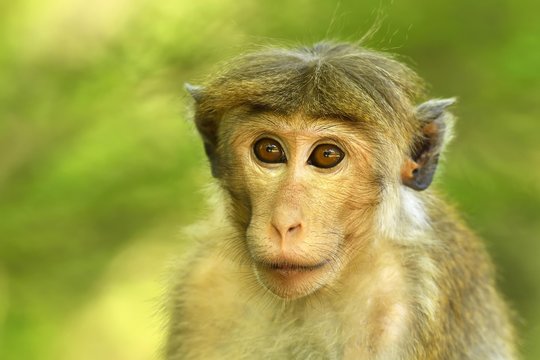Portrait of toque macaque
