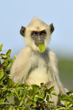 Portrait of tufted gray langur sitting on tree with leaf in mouth