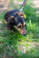 a shelter for homeless animals