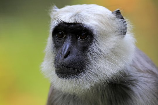 Close up of northern plains gray langur