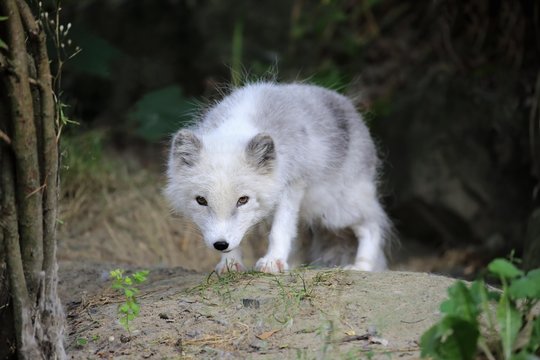 Arctic fox (Alopex lagopus), cub, vigilant, captive