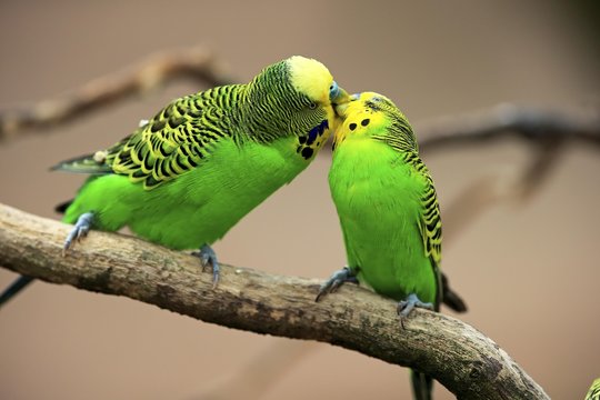 Budgies (Melopsittacus undulatus), pair sitting on branch billing, captive