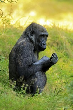 Western lowland gorilla (Gorilla gorilla gorilla), female, sits in the grass, captive