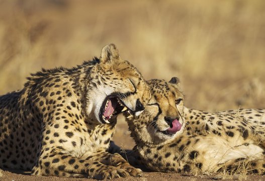 Cheetahs (Acinonyx jubatus), two brothers, grooming and yawning, captive, Namibia, Africa