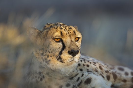 Close up of cheetah relaxing outdoors