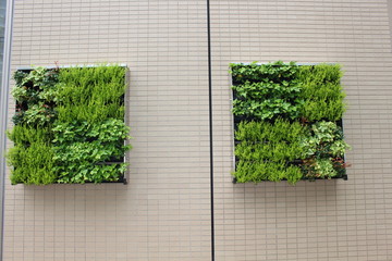 green wall