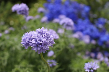Obraz premium flower
