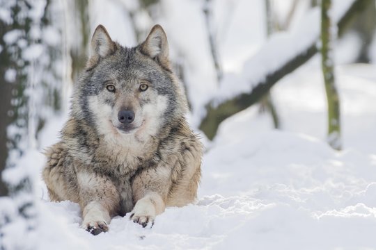 Gray wolf (Canis lupus) lies in the snow, captive, Germany, Europe