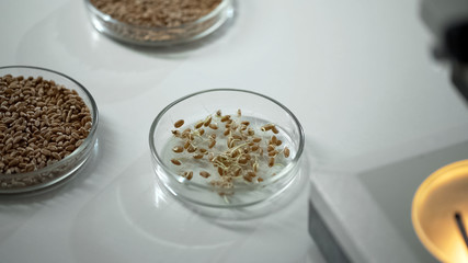 Sprouted grain in test laboratory dish, modified food, harvest quality control