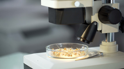 Grain samples test dish under microscope glass, laboratory experiment, toxins