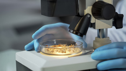 Laboratory scientist checking under microscope quality of newly bred wheat